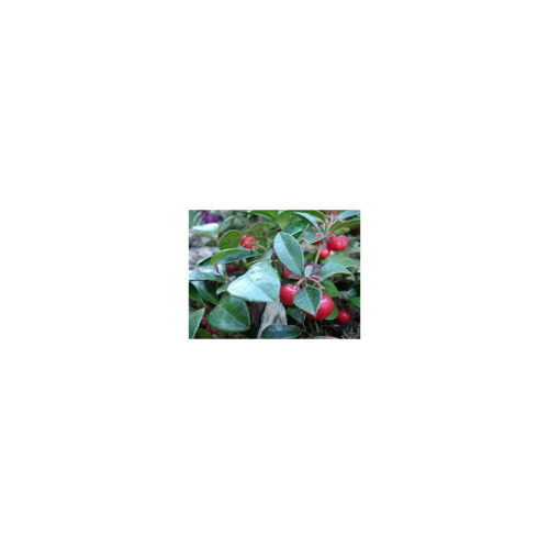 Aceite Esencial de Gaulteria