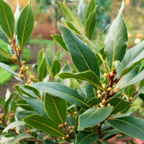 Aceite esencial Laurel