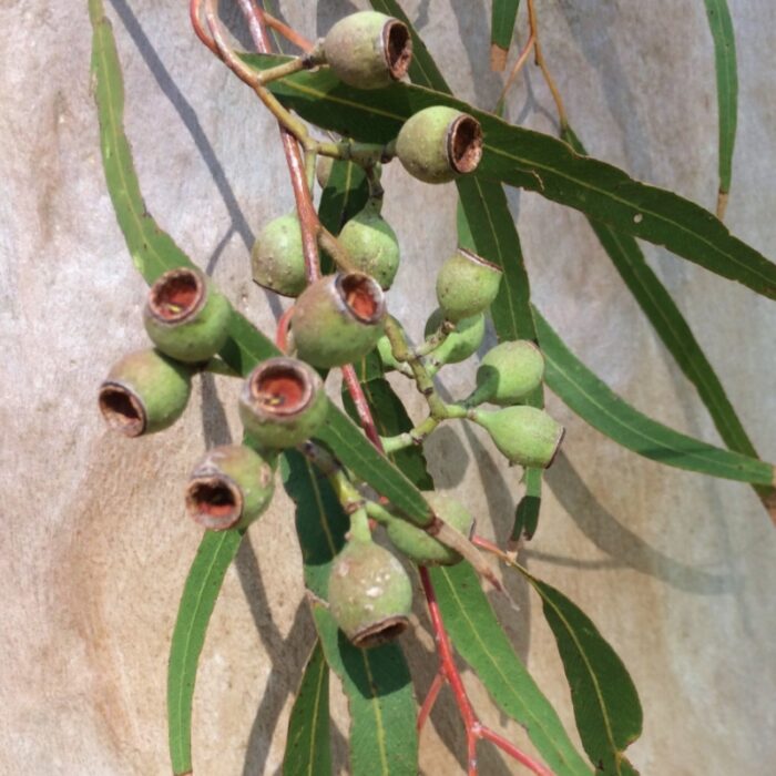 Aceite Esencial de Eucalipto Citriodora