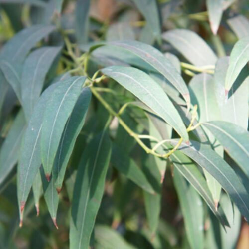 Aceite Esencial de Eucalipto Radiata