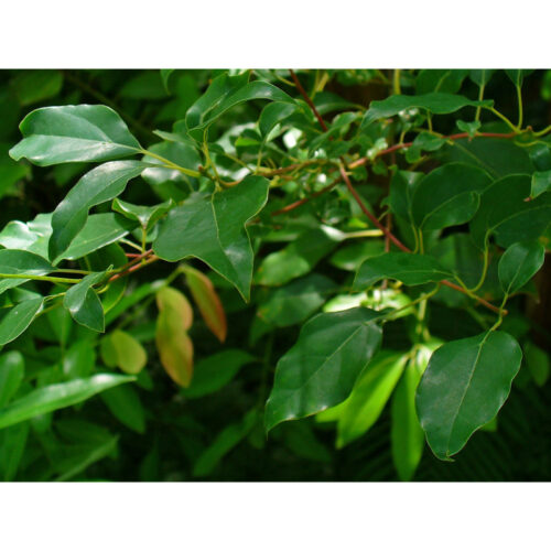 Aceite esencial Ravintsara