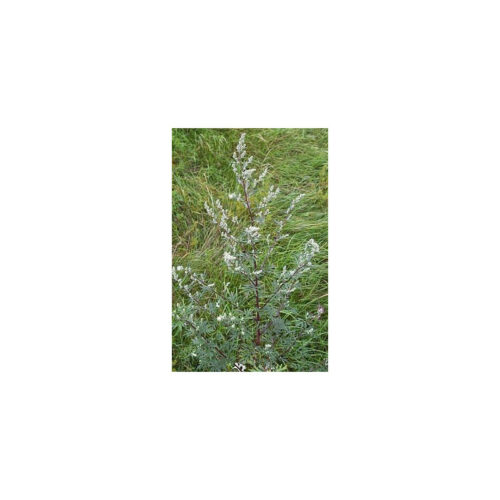 Aceite esencial Artemisa