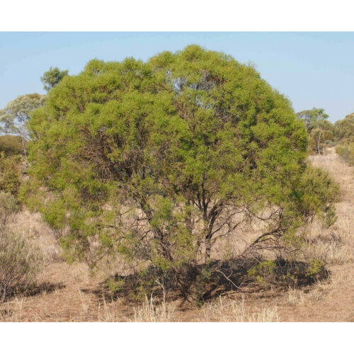 Aceite Esencial Palo de Buda