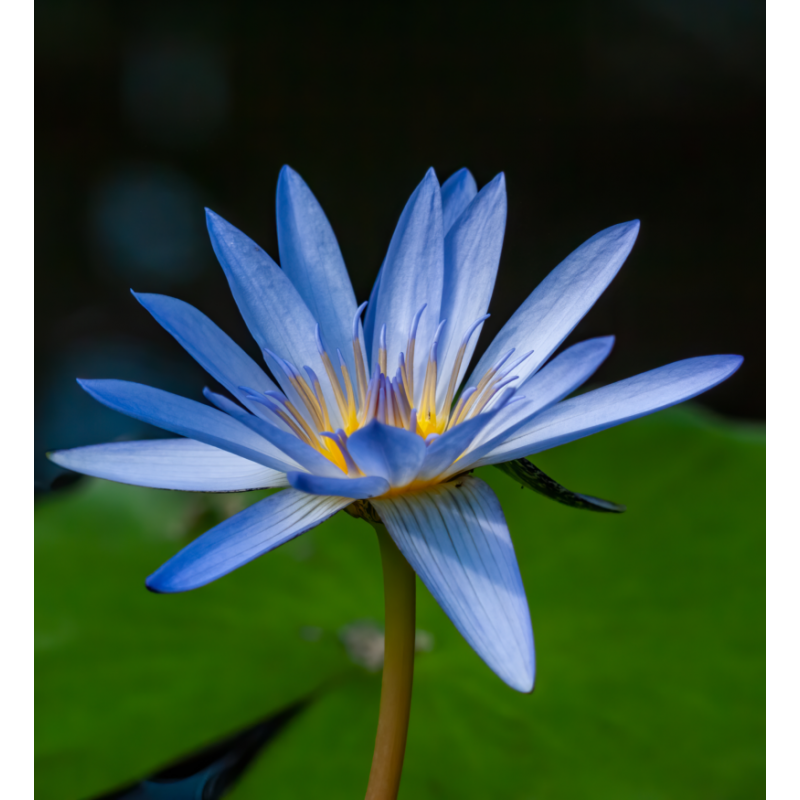 Absoluto de Loto azul 2 ml