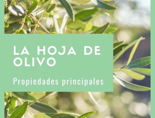 Las propiedades de la Hoja de Olivo