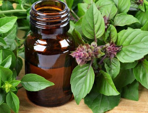 Aceite esencial de Albahaca sagrada:  el secreto adaptógeno y protector de tu cuerpo y mente
